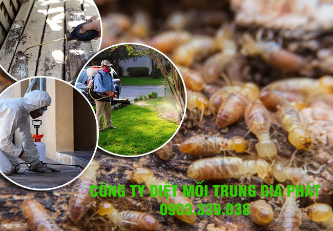 Diệt mối tận gốc huyện Tuy Phong tỉnh Bình Thuận