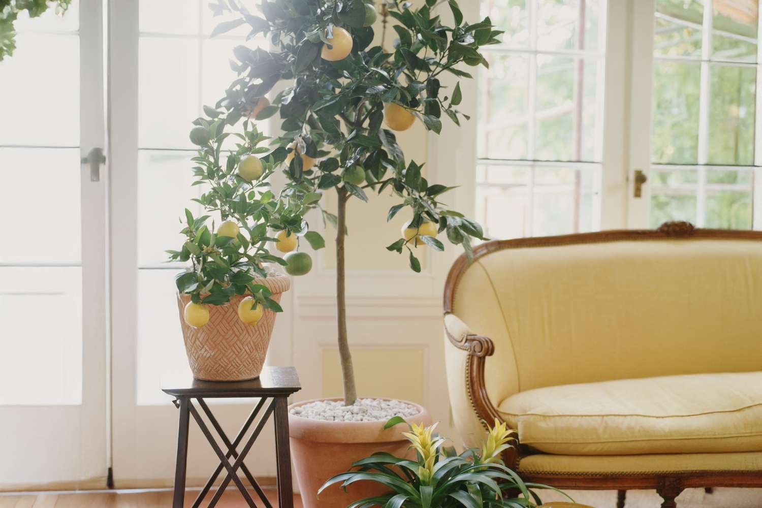 Mang vườn cây ăn quả vào nhà chỉ với vài bí quyết đơn giản - 1