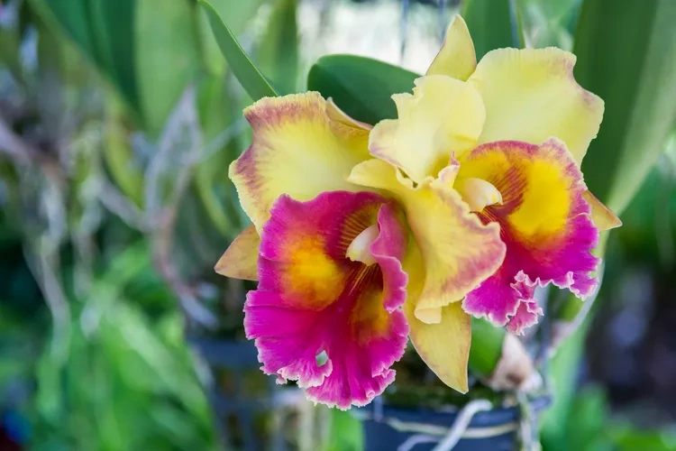 9 loại cây có hương hợp trồng trong nhà, giúp bạn bỏ nến thơm chứa hóa chất - 4
