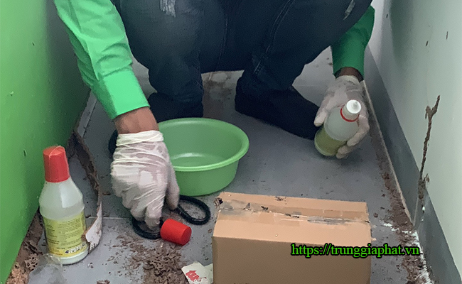 Kỹ thuật viên tiến hành gây bệnh cho mối đang ăn trong hộp nhữ. Kỹ thuật viên tiến hành gây bệnh cho mối đang ăn trong hộp nhữ.