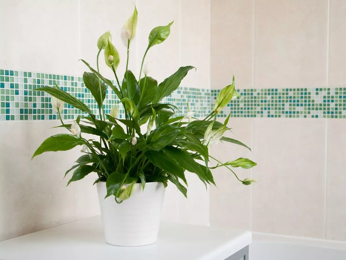 6 loại cây hút ẩm tốt thích hợp để trồng trong phòng tắm - 3 6 loại cây hút ẩm tốt thích hợp để trồng trong phòng tắm - 3