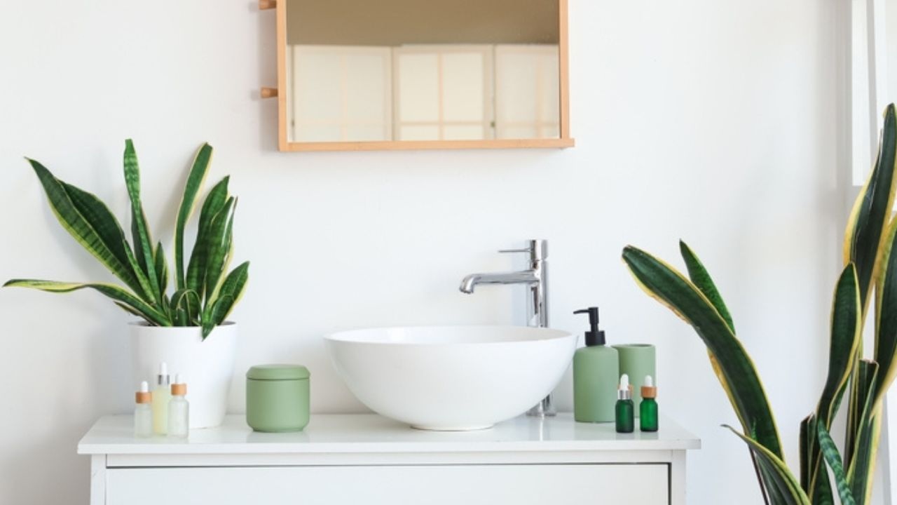 6 loại cây hút ẩm tốt thích hợp để trồng trong phòng tắm - 1 6 loại cây hút ẩm tốt thích hợp để trồng trong phòng tắm - 1