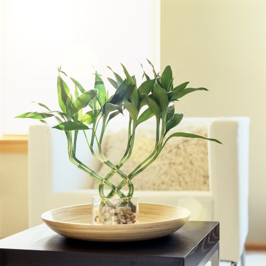 5 loại cây cảnh đem may mắn cho không gian sống đầu năm mới - 2