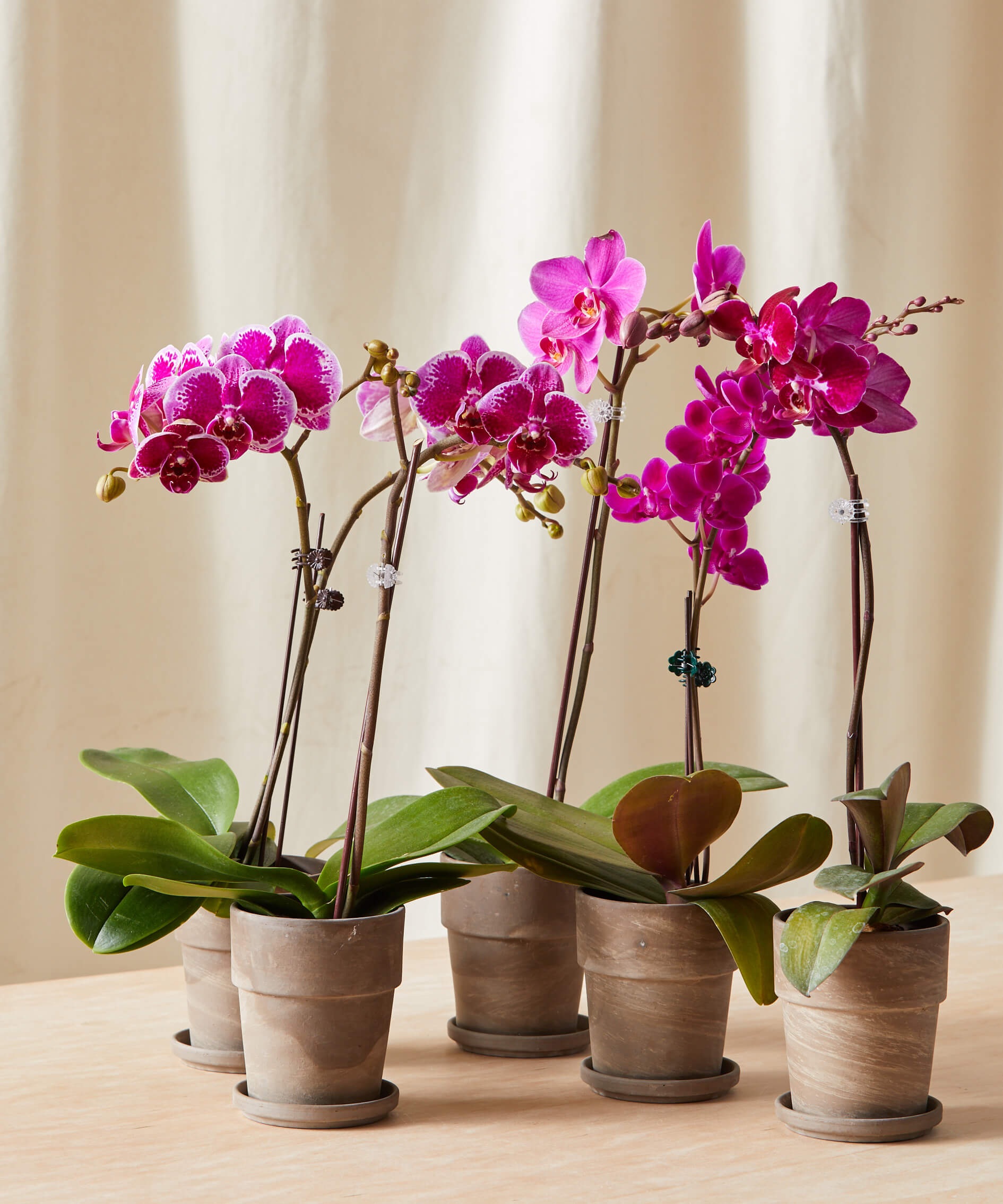 5 loại cây cảnh đem may mắn cho không gian sống đầu năm mới - 3