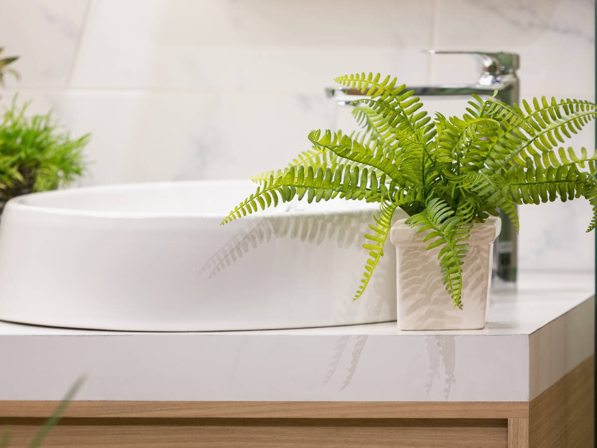 6 loại cây hút ẩm tốt thích hợp để trồng trong phòng tắm - 4 6 loại cây hút ẩm tốt thích hợp để trồng trong phòng tắm - 4