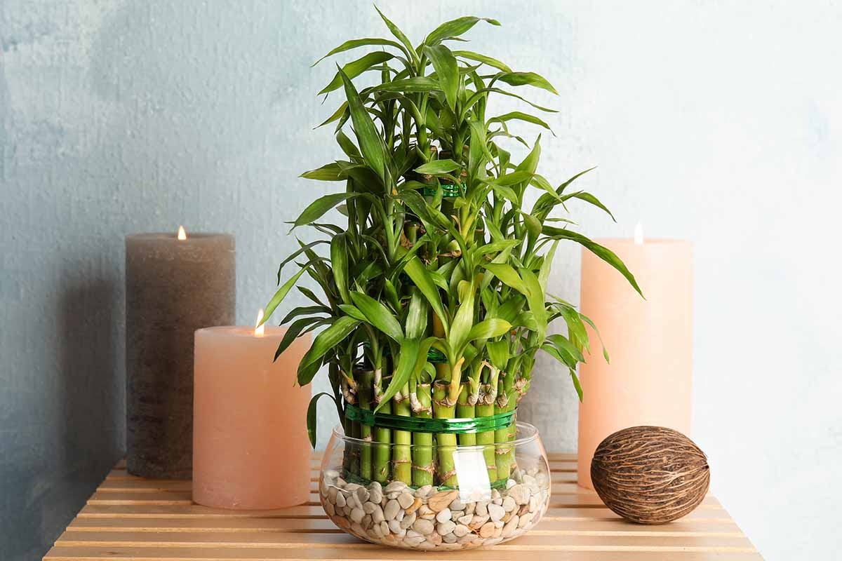 Chọn cây xanh chuẩn phong thủy để ngôi nhà luôn tràn sinh khí - 7