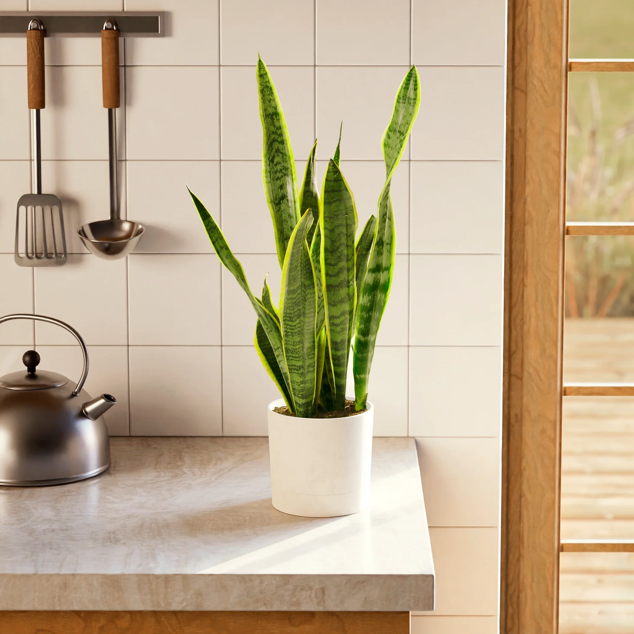 6 loại cây trồng cho phòng bếp, giúp hút mùi, chịu nhiệt, rước tài lộc - 1